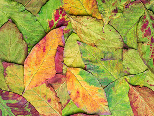 Fall leaves background