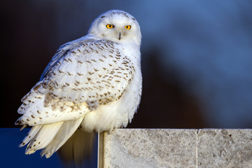 Naklejka premium Snowy Owl Portrait