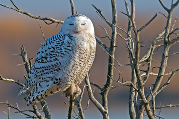 Snow Owl in a tree