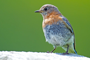 Juvenile Eastern Bluebird