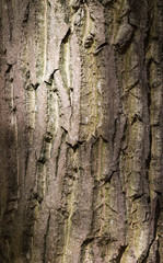 brown and grey  tree bark texture