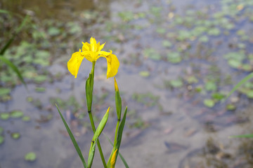 Beautiful bright iris in the summer garden
