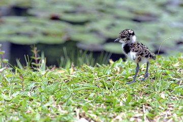Cub of Southern lapwing 