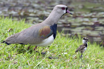 Southern lapwing with cub