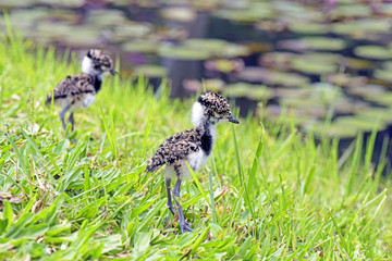 Cub of  Southern lapwing cub