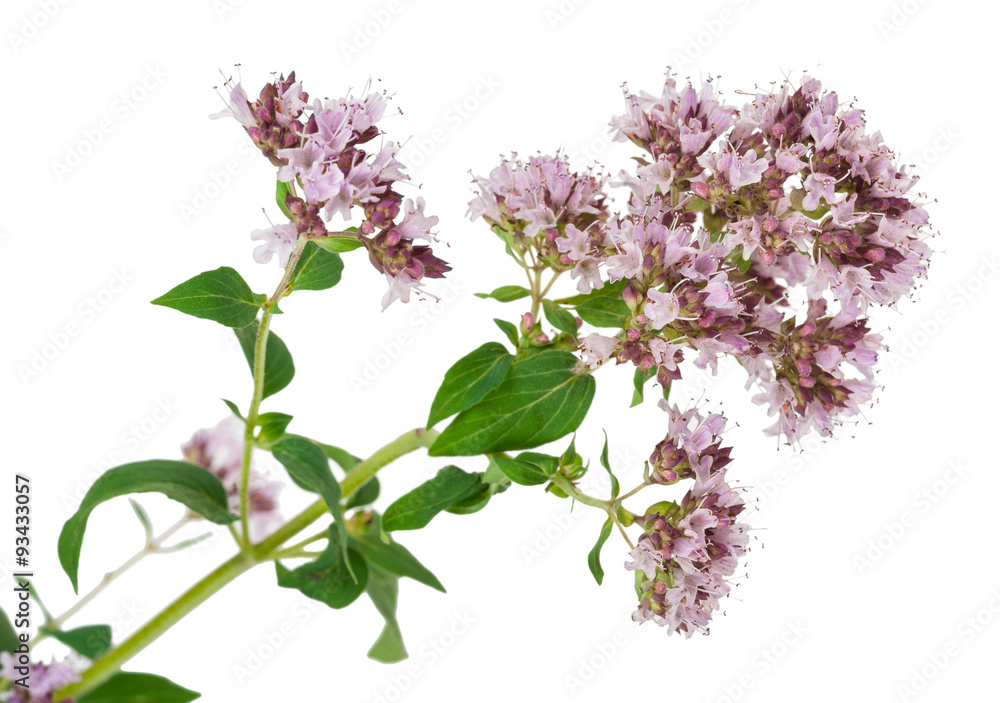 Wall mural medicinal plant: origanum vulgare