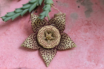 
Stapelia Flower succulent houseplant with bad smell