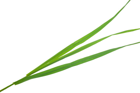 Medicinal plant: Elytrigia repens. Couch-grass