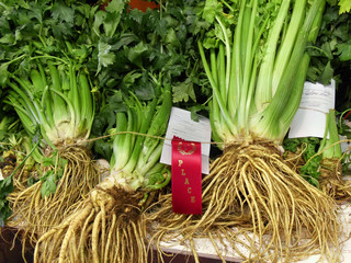 prize winning celery