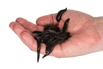 Leeches in  hand