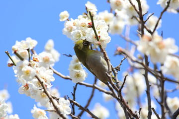 白梅の花とメジロ