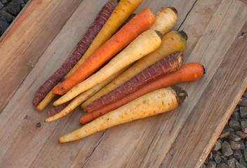 different colored fresh picked assorted carrots and parsnips on