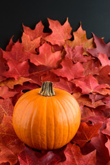 Fall color, pumpkin on a bed of colorful maple leaves 
