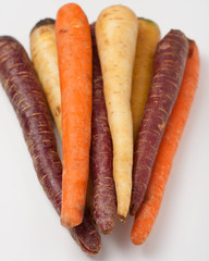 different colored fresh picked assorted carrots and parsnips