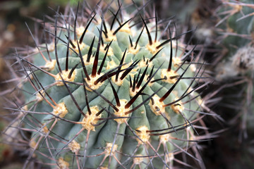 Naklejka na ściany i meble Cactus. Green cactus thorns in the cultivation bowl ,it has lots of small long green stings.