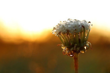 dandelion puff in the sunrise #2