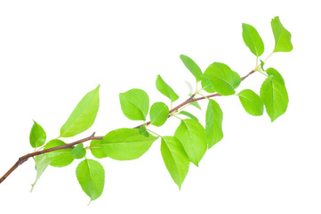 Young apple tree branch