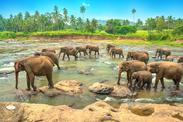 Elephant group in the water in Sri Lanka - obrazy, fototapety, plakaty