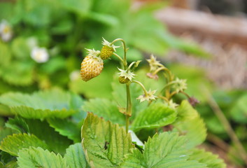 Strawberry bush in the garden