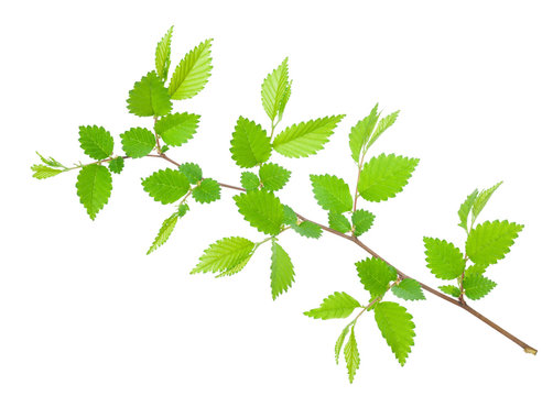 Branch of hornbeam with green toothed leaves
