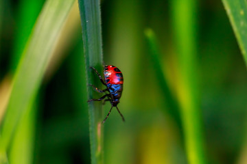 Ladybug running along on blade of green grass. Beautiful nature