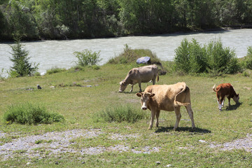 Fototapeta premium Cows graze near a river in Altai mountains.