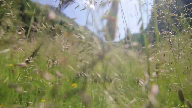 Walking through the fields POV