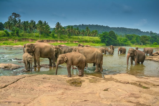 Fototapeta Elephant group in the water in Sri Lanka