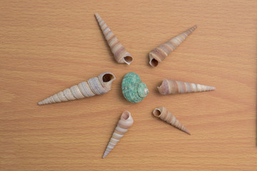 sea shell
