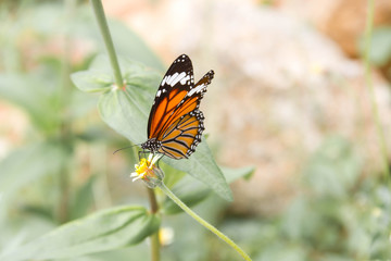 Fototapeta na wymiar Beautiful butterfly and chrysanthemum flower in spring