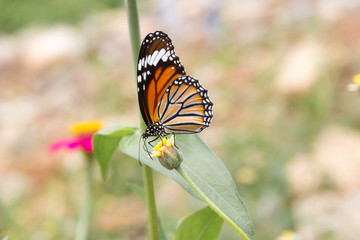 Beautiful butterfly and chrysanthemum  flower in spring