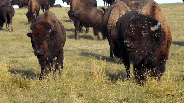 Wild Buffalo Bison Migration Badlands National Park South Dakota
