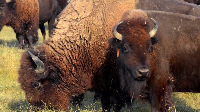Close- up American Bison Badlands South Dakota