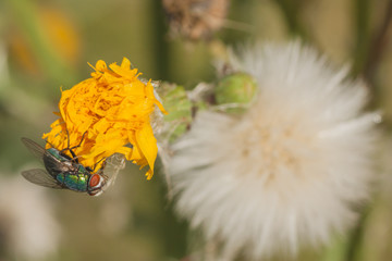 Green Bottle Fly on Dandelion