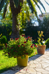 Fototapeta na wymiar Flowers in pots in the garden of the house on the island of Corfu. Greece