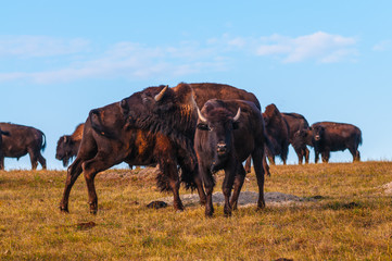 Fototapeta premium Badlands Bison Looking towards the camera