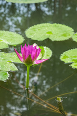 fresh lotus in pond