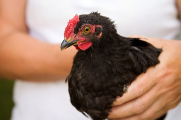 Farmer holding a chicken. Close-up