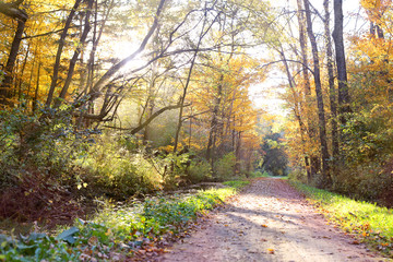Forest Path with Trees Arched over Trail in Evening