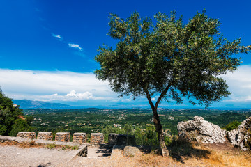 Olive tree near Kaiser's Throne, Corfu, Greece