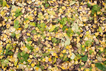 Colorful autumn leaves carpet