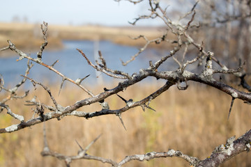 Fototapeta na wymiar Tree branch with lichen useful as background