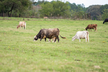 Naklejka na ściany i meble Commercial cows grazing in Bermuda grass pasture with blank foreground
