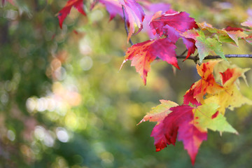 Sugar MapleTree Leaves Framing Autumn Nature Background