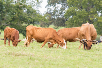 Naklejka na ściany i meble Red cattle grazing in Bermuda grass pasture in October