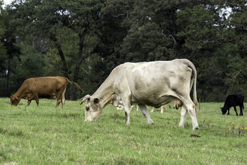Fototapeta premium Cattle grazing in Alabama pasture