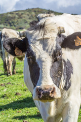 mufle de vache écornée, Plaine des Cafres, île de la Réunion