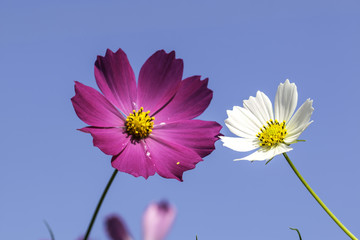 beautiful pink and white  Cosmos Flower and blue sky