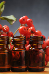 Sorbus Σόρβον Pihlajat Արոսենի Šermukšnis Рябина Sorbo Berkenye növénynemzetség 花楸属 Mehlbeeren Sorbiers ナナカマド属 Sorbus Domestica Rosaceae 