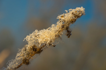 reeds in the marsh early morning autumn
